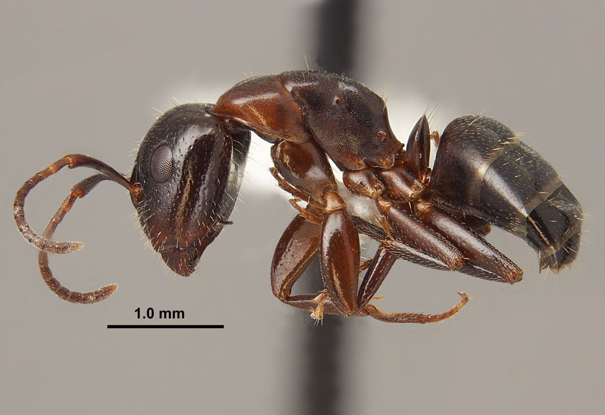 Camponotus caryae side Camponotus caryae side